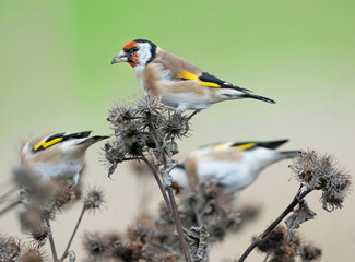 The European goldfinch or simply the goldfinch (Carduelis carduelis), is a small passerine bird in the finch family.