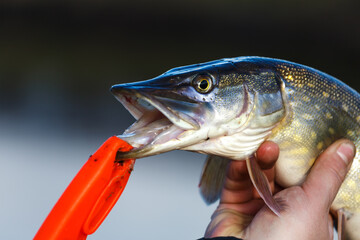 Close-up of caught pike fish trophy in water. Fishing background.Pike catch lure.