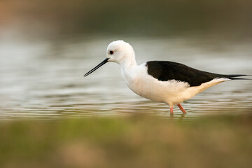 Black winged stilt or Himantopus himantopus closeup in wetland of keoladeo ghana national park or bharatpur bird sanctuary rajasthan india