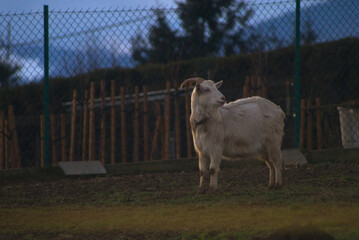 Goat in the countryside © Kamil