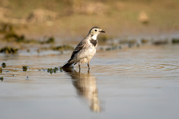 White wagtail or Motacilla alba bird portrait with reflection in water during safari at forest of central india