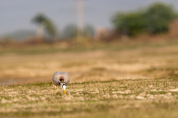 bar-headed or bar headed goose grazing grass in an open field or grassland during winter migration at forest of cental india - anser indicus