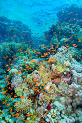 Naklejka na ściany i meble Coral Reef Underwater Landscape, Red Sea, Egypt, Africa