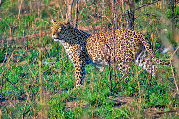 Leopard, Panthera pardus, Kruger National Park, South Africa, Africa