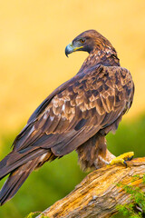Golden Eagle, Aquila chrysaetos, Mediterranean Forest, Castile and Leon, Spain, Europe