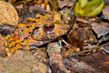 Tropical Frog, Tropical Rainforest, Corcovado National Park, Osa Conservation Area, Osa Peninsula, Costa Rica, Central America, America