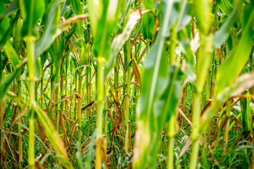 Corn Maize crop bio organic agriculture farming