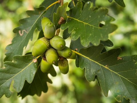 Nahaufnahme von mehrere Früchten (Eicheln) der Traubeneiche (Quercus petraea) die an einen kleinen Zweig mit grünen Blättern hängen.
