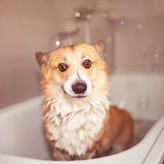 funny pembroke corgi dog puppy stands in the bathroom with foam and soap bubbles