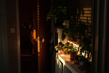 empty house with sun lighiting flowers in cupboards