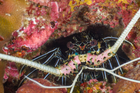 Face of a Painted spiny lobster (Richelieu Rock, Surin National Park, Thailand)