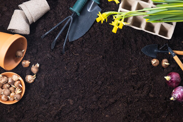Spring gardening background. Gardening tools with hyacinth and crocus bulbs on fertile soil texture...