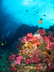 Fototapeta na wymiar Colorful coral bommie (Richelieu Rock, Surin National Park, Thailand)