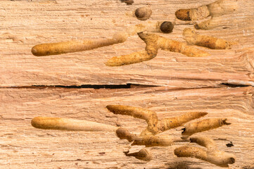 Wood cut by a colony of termites