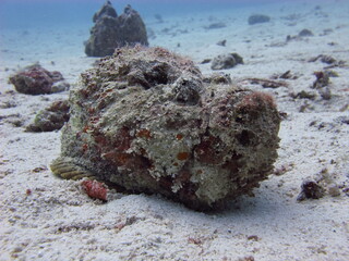 coral reef in the sea