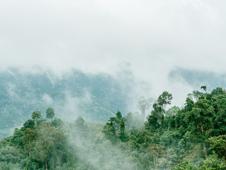 Morning fog in dense tropical rainforest.