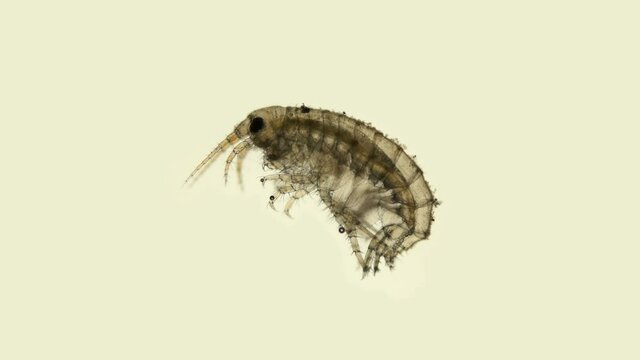 Young Gammaroidea under a microscope, Amphipoda Order, specimen found at Lake Baikal. Species not defined