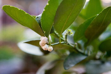 Green lime tree sour (Lemon) in the garden. Thailand.