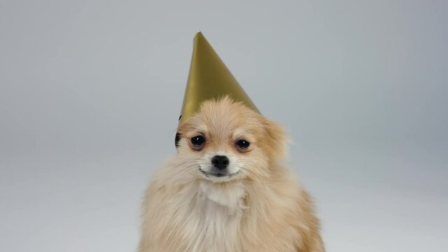 Frontal portrait of a funny pygmy spitz in the studio on a gray background. The dog sits with a golden festive cap on its head, under which its ears are hidden. Happy Birthday. Slow motion. Close up.