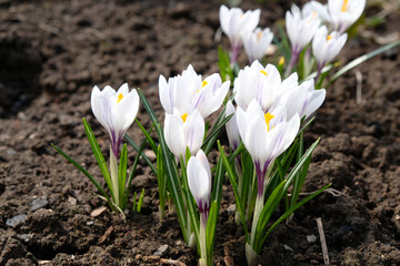 Obraz premium White crocus flower on blue background. Spring blossom