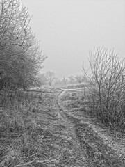 
fog on the forest path