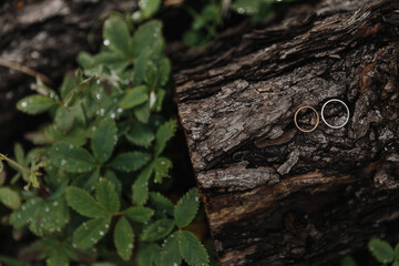 frog on a tree, rings