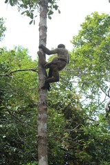 Macaca mãe e filhote pendurados em tronco de árvore no meio da Floresta Amazônica, Brasil