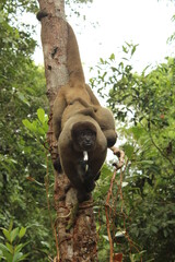 Macaca e seu filhote nas costas pendurados em um tronco de árvore no meio da floresta amazônica