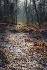 Morning light filtering through to the frozen forest floor