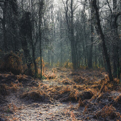 Morning light filtering through to the frozen forest floor