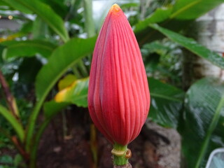 Obraz premium Beautiful flowers, all flowers are so colorful and blossom