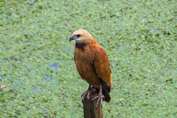 Gavião belo do pantanal