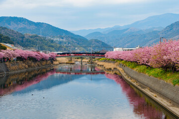 伊豆河津町の河津桜