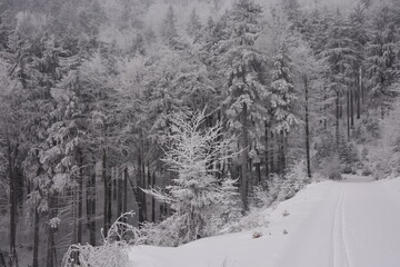 Cross-country ski trail leading into forest full of snow