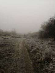 morning in the forest