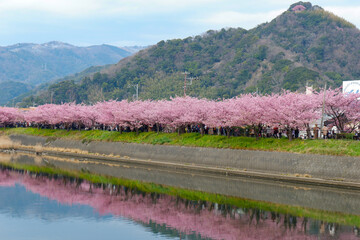 伊豆河津町の河津桜並木