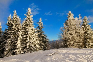 Les sapins et la neige
