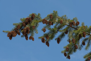 big cones on trees 