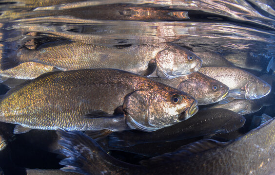  Fish Meagre (Argyrosomus regius)
Mediterranean sea.Fish farming.

