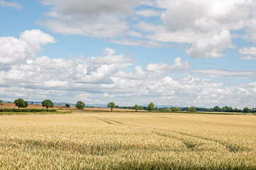 Fototapeta premium Wheat field and sky