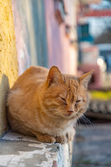 homeless cat eating