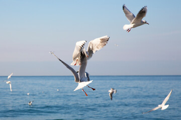 Fototapeta na wymiar gulls fly over the sea at dawn. White birds on the background of the sea and sky
