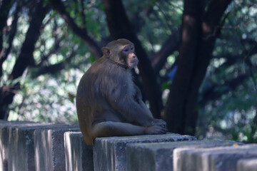 Portrait Of A Monkey