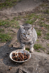 homeless cat eating