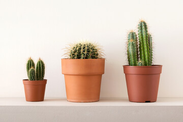 Pots of cactuses on shelf