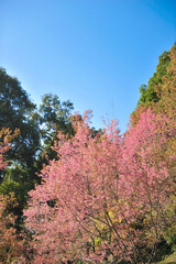 Fototapeta premium Prunus cerasoides in selective focus point