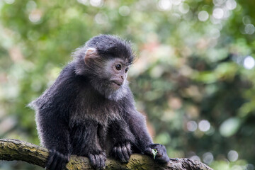 The baby Javan lutung (Trachypithecus auratus) ,  also known as the ebony lutung and Javan langur, is an Old World monkey from the Colobinae subfamily