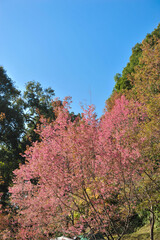 Prunus cerasoides in selective focus point