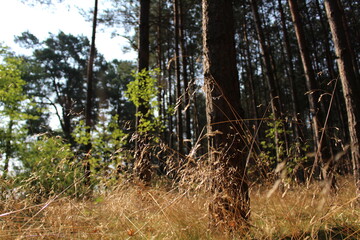 Leśna polana © Patryk