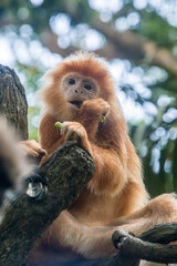 The Javan lutung (Trachypithecus auratus) is eating cowpea,  also known as the ebony lutung and Javan langur, is an Old World monkey from the Colobinae subfamily